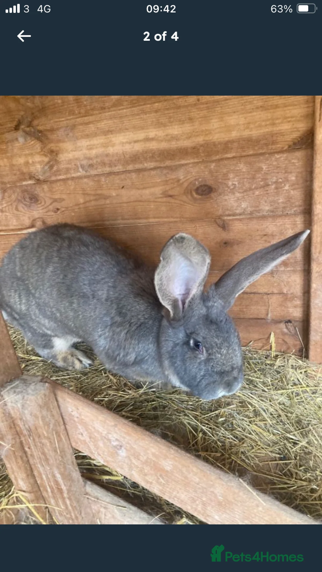 Continental Giant rabbits for sale: Friendly Bonded pair - Advert 2