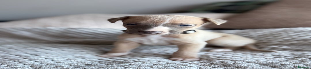 Whippet Puppy 1