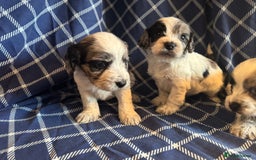 Cockapoo dogs for sale: Cockapoo puppies ready to be reserved  - Image 5