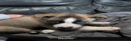 Huskita dogs for sale: 🐾HUSKITA PUPS❤️ - Advert 6
