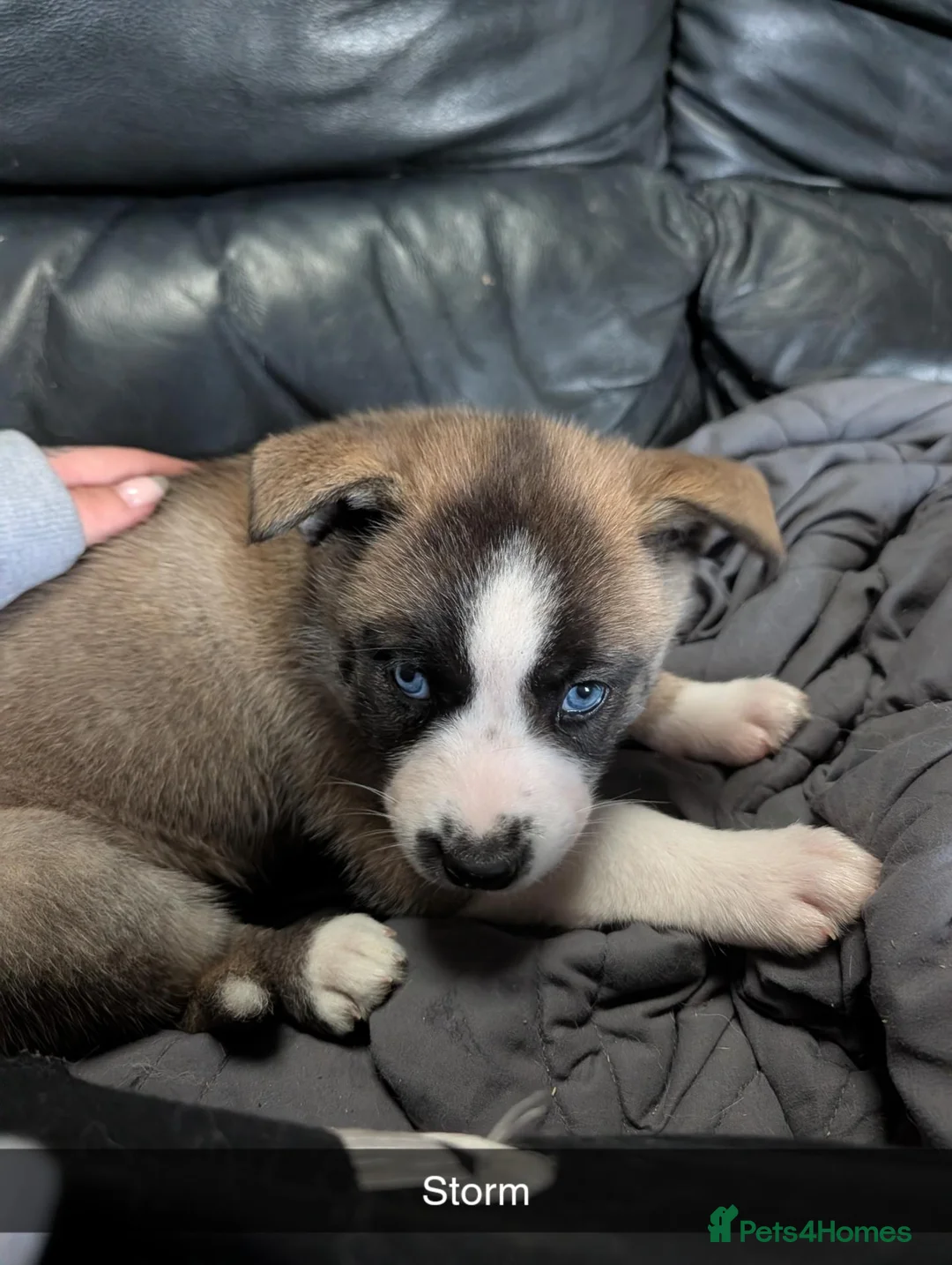 Huskita dogs for sale: 🐾HUSKITA PUPS❤️ - Advert 6
