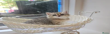 Scottish Fold Kitten 5