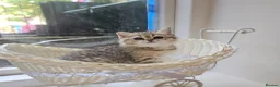 Scottish Fold cats for sale: Tica full pedigree scottish fold kittens london  - Advert 13