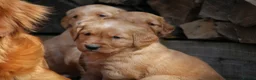 Golden Retriever dogs for sale: KC Registered Working Golden Retriever Puppies - Advert 26