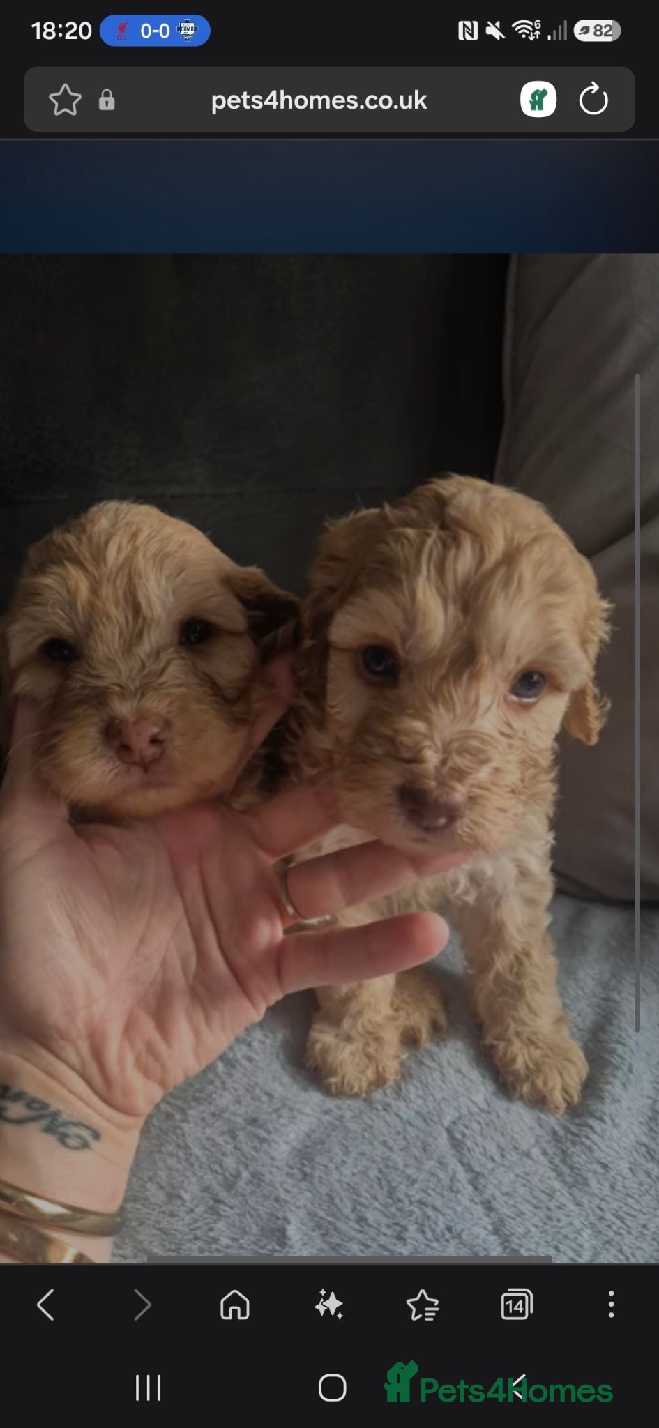 Cockapoo dogs Cocker spainels puppies - Advert 11