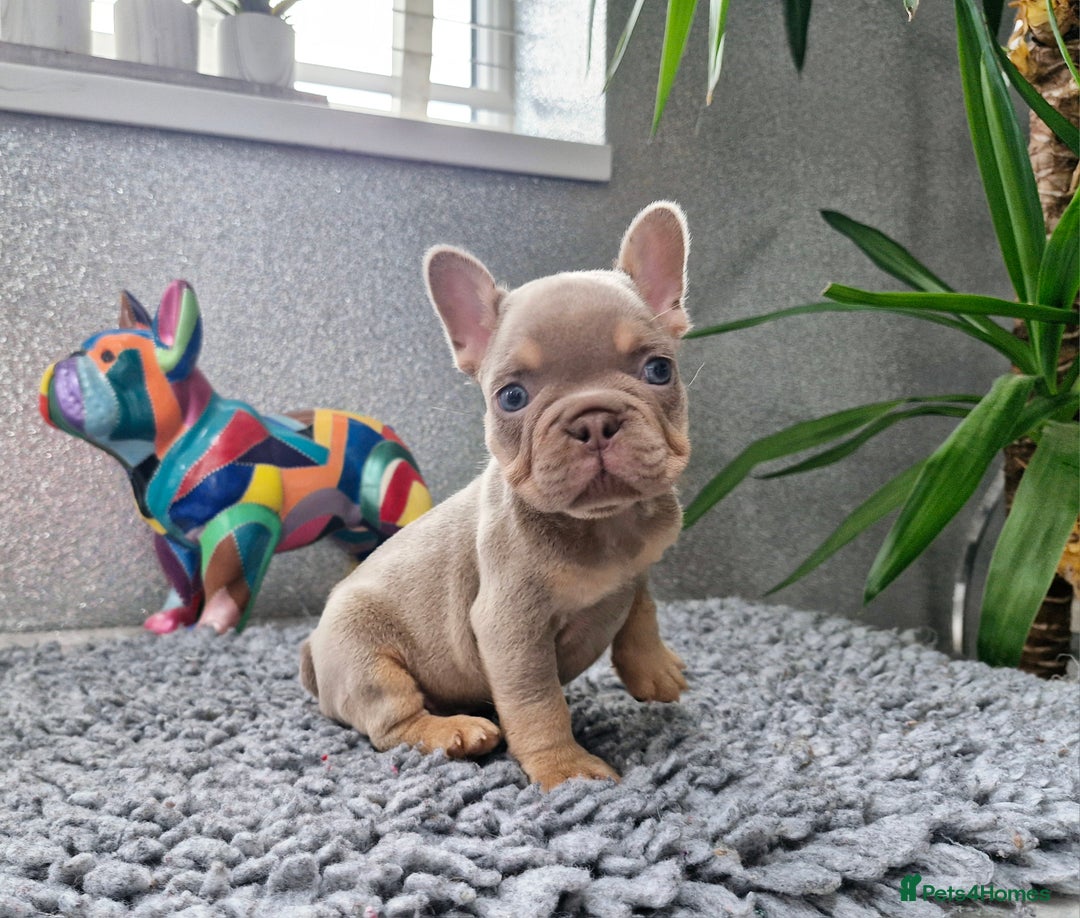 French Bulldog dogs for sale: Quality french bulldog puppies  - Image 3