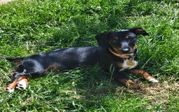 Mixed Breed dogs for sale: Lovely Jimmy needs a new home ASAP. - Image 1