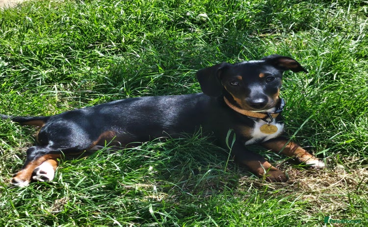 Mixed Breed dogs - Advert 2