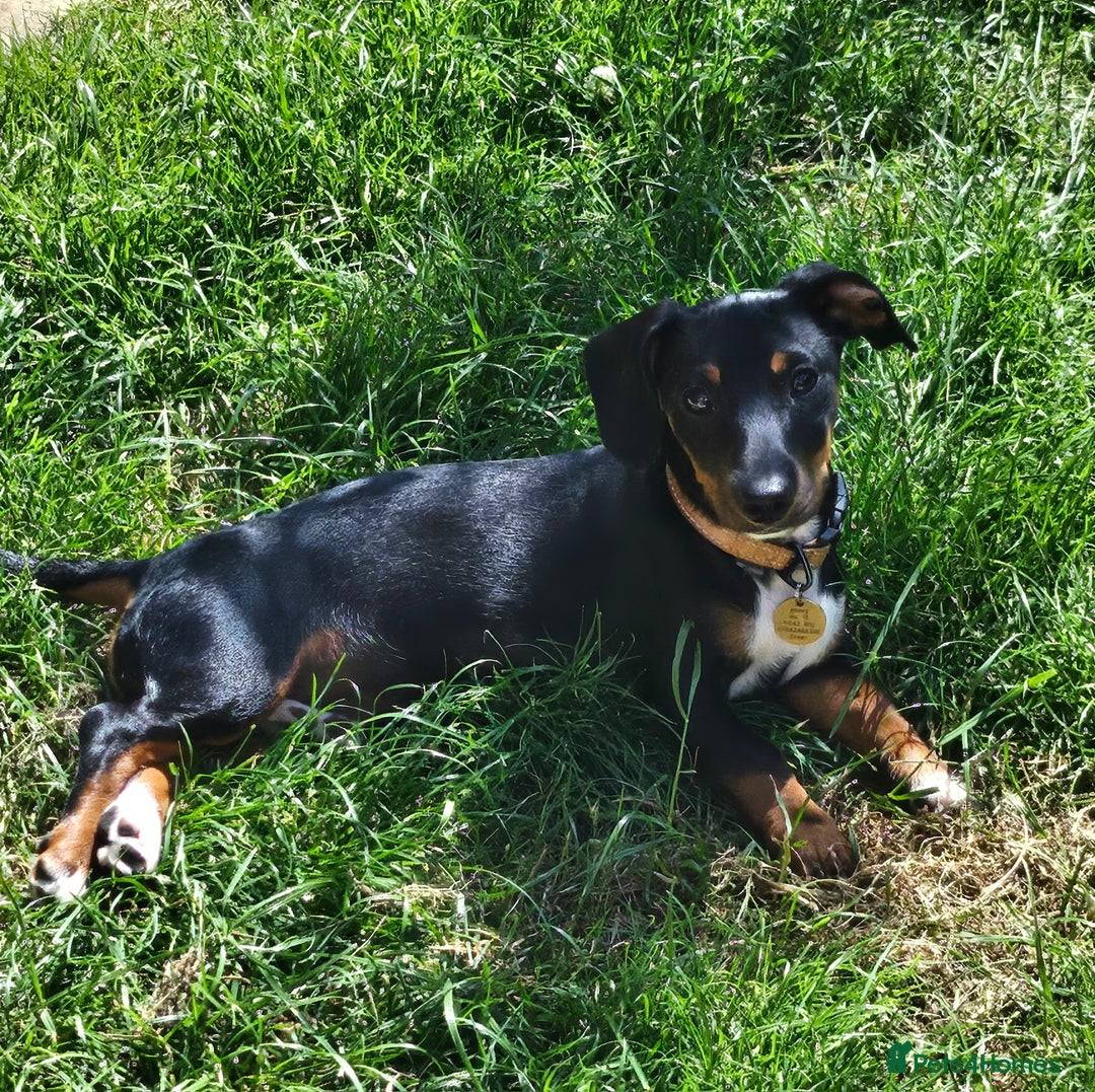 Mixed Breed dogs for sale: Lovely Jimmy needs a new home ASAP. - Image 1