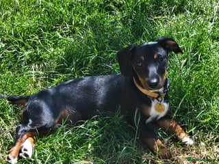 Mixed Breed dogs - Advert 24