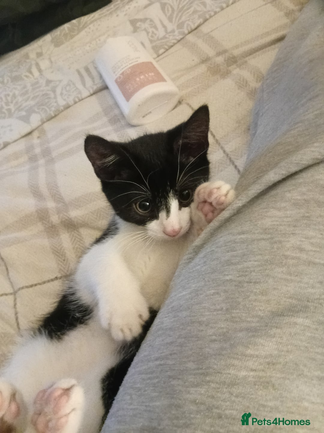 Mixed Breed cats for sale: 14 week old kitten for sale  - Image 6