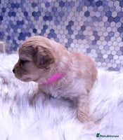 Maltipoo dogs - Advert 2