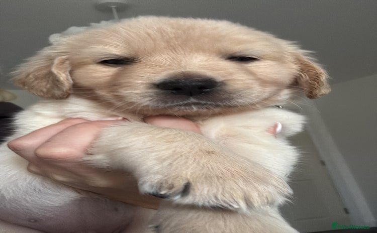 Goldador dogs Goldador puppies  - Advert 6