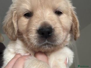 Goldador dogs Goldador puppies - Advert 14