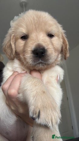 Goldador dogs Goldador puppies - Advert 6