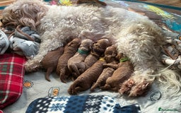 Cavapoo dogs for sale: F1b cavapoos- Red, apricot and white, collect16/12 - Image 1