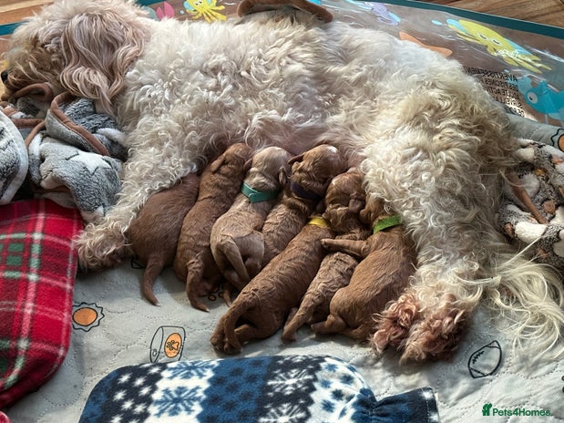Cavapoo dogs - Advert 1