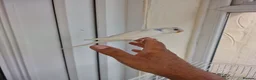 Budgerigars birds for sale: Super silly hand tamed baby budgies  - Advert 21
