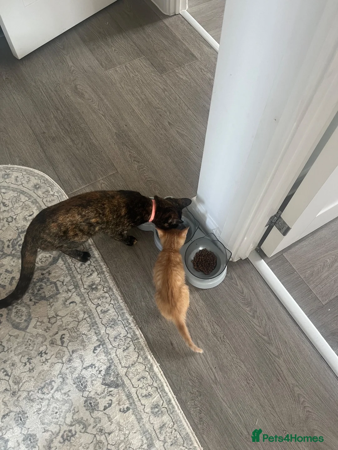 Mixed Breed cats for sale: Two female Cats - Advert 5