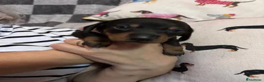 Rosie