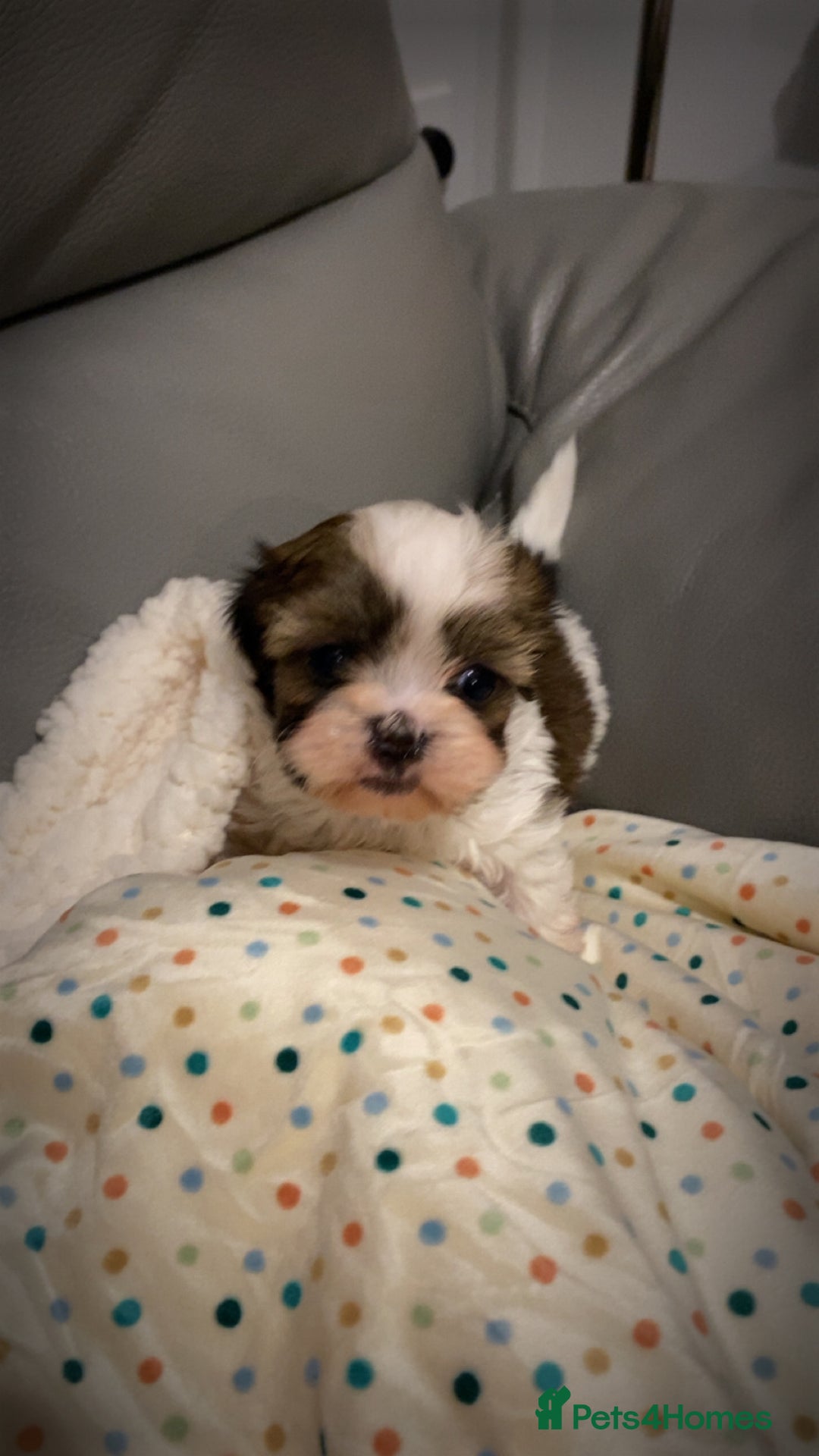 Shihpoo dogs for sale: 2 beautiful girl Shi poo puppies  - Advert 12