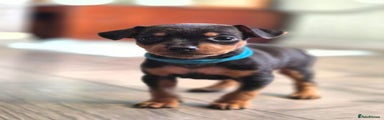 Miniature Pinscher (Blue Collar)