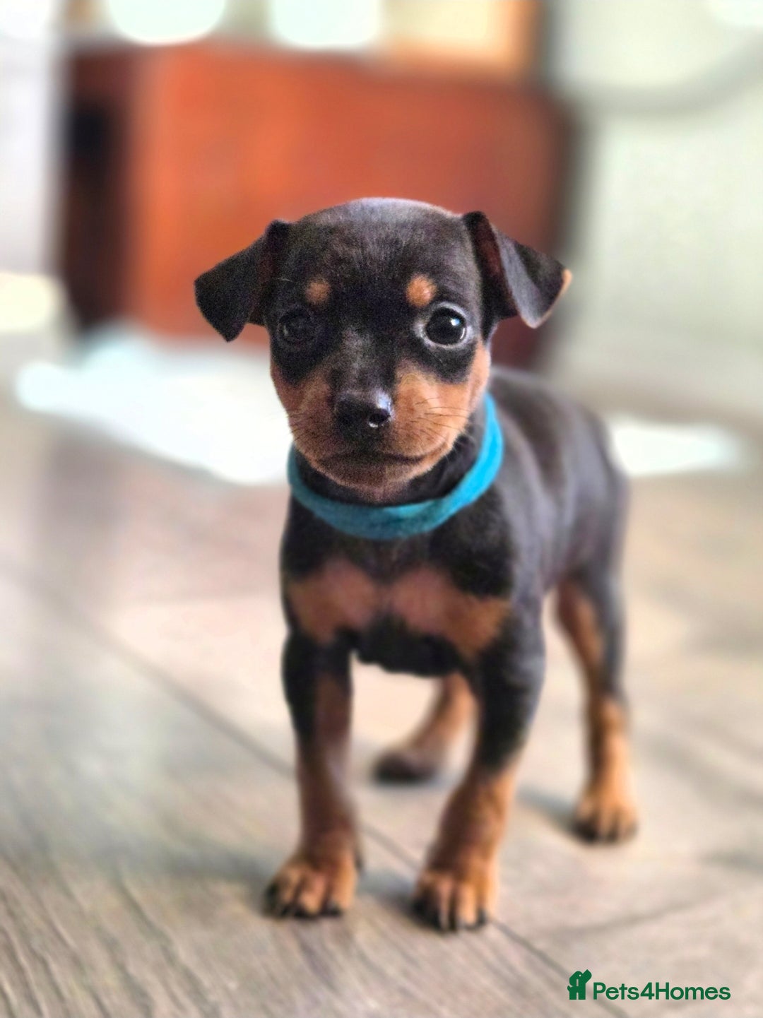 Miniature Pinscher dogs for sale: KC Registered 6 Pure Miniature Pinscher litter - Advert 15
