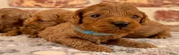 Cavapoo dogs for sale: F1b Cavapoos 🐾 - Advert 5