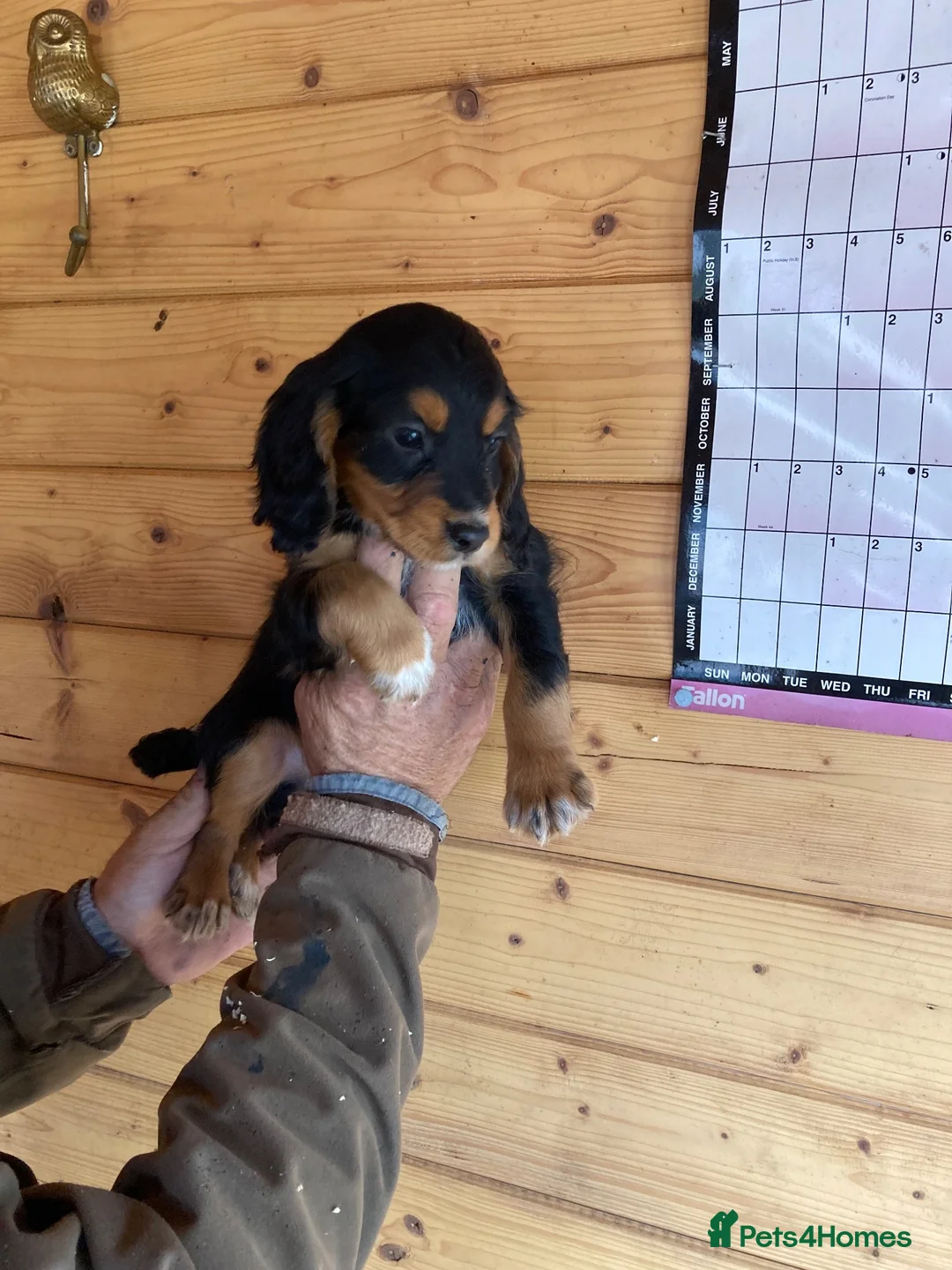 Cocker Spaniel dogs for sale: cocker spaniel pups from champion  blood lines  - Advert 1