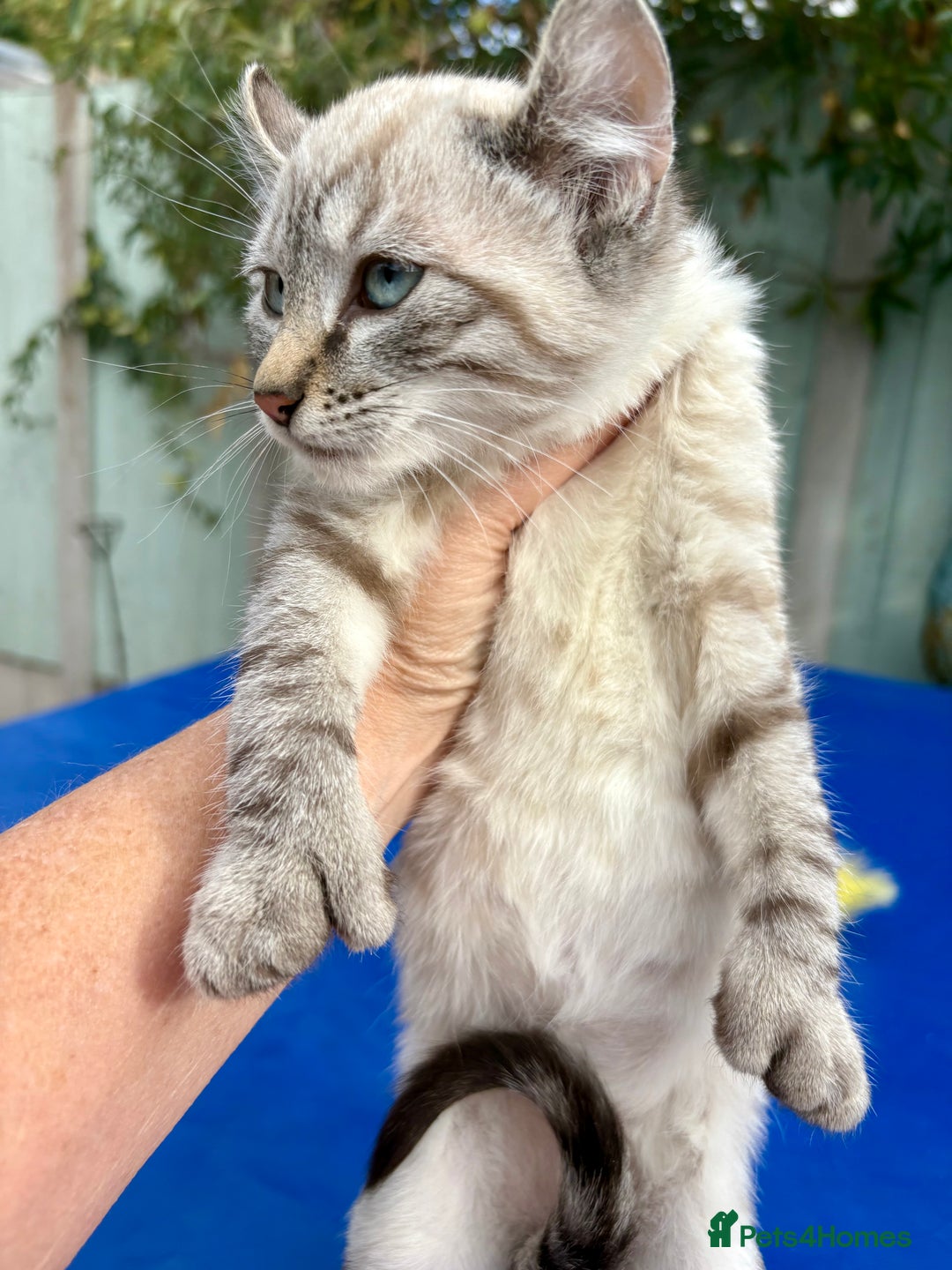 Bengal cats for sale: Gob smacking rare kittens  - Image 18