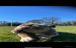 English Bulldog dogs for sale: Beautiful Female English Bulldog for sale  - Advert 9