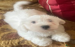 Maltese dogs for sale: Maltese Bichons, 1 Prince left & ready to leave. - Image 8