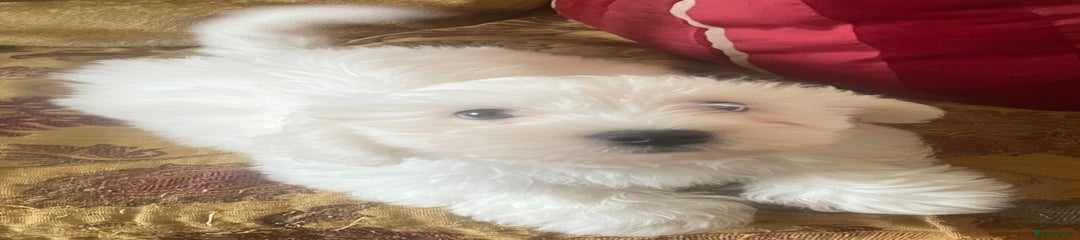 Maltese Puppy 1