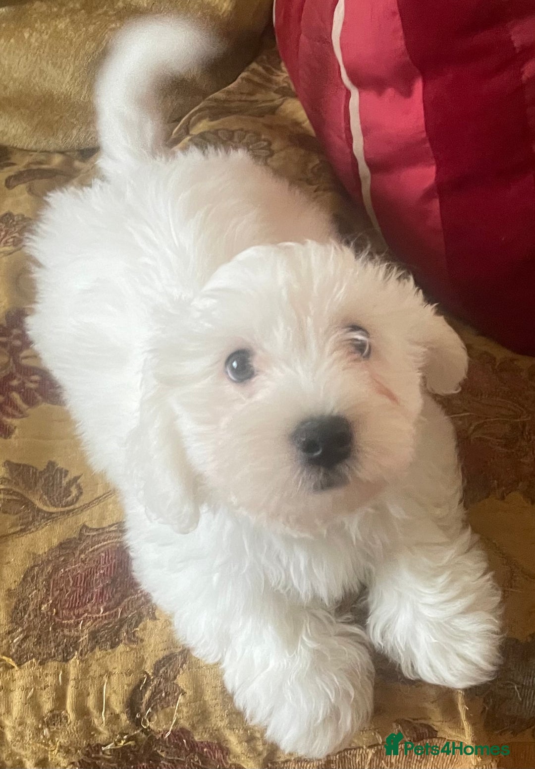 Maltese dogs for sale: Maltese Bichons, 1 Prince left & ready to leave. - Image 8