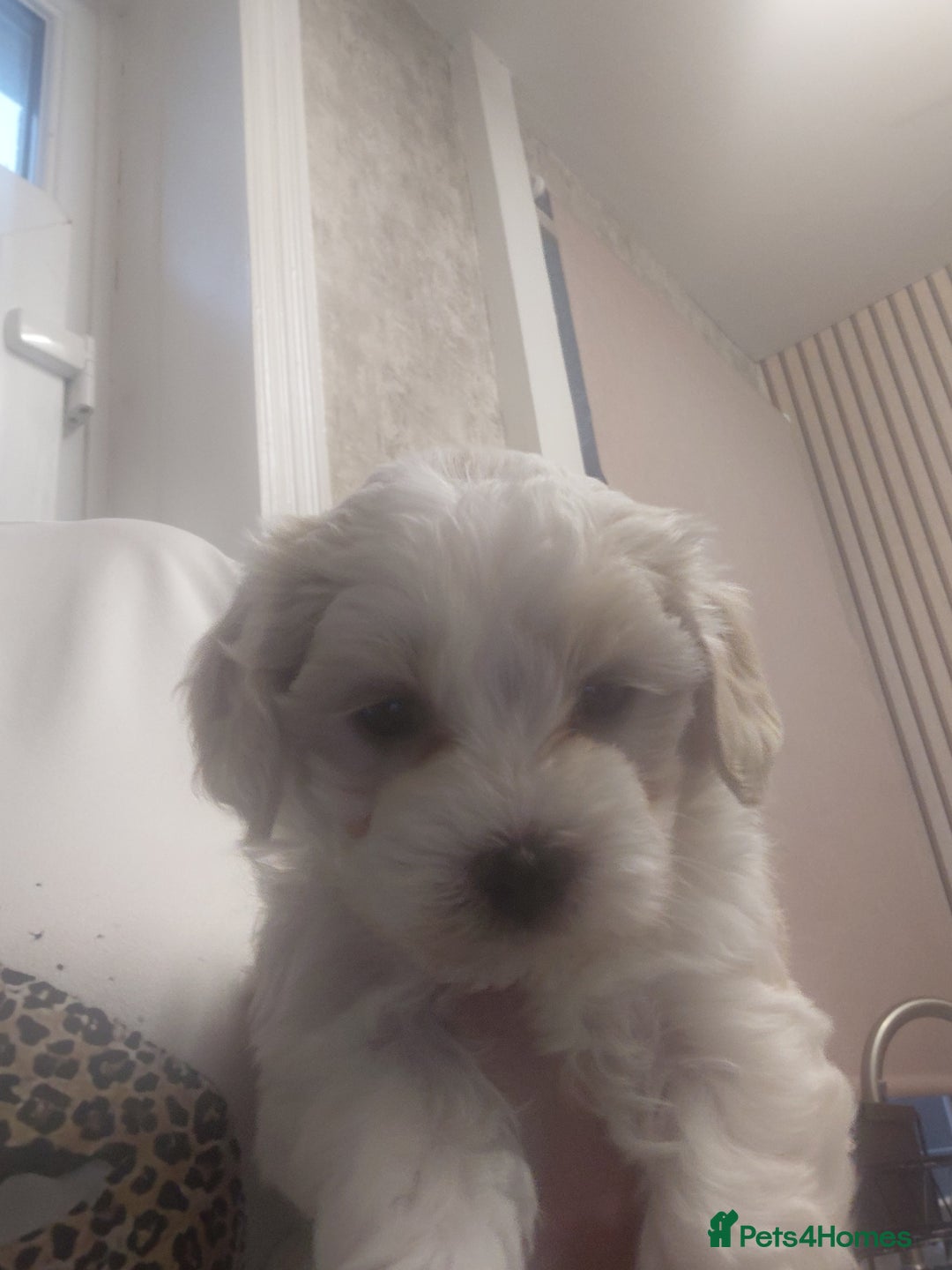 Maltipoo dogs for sale: F1 tiny adorable maltipoo  - Advert 13