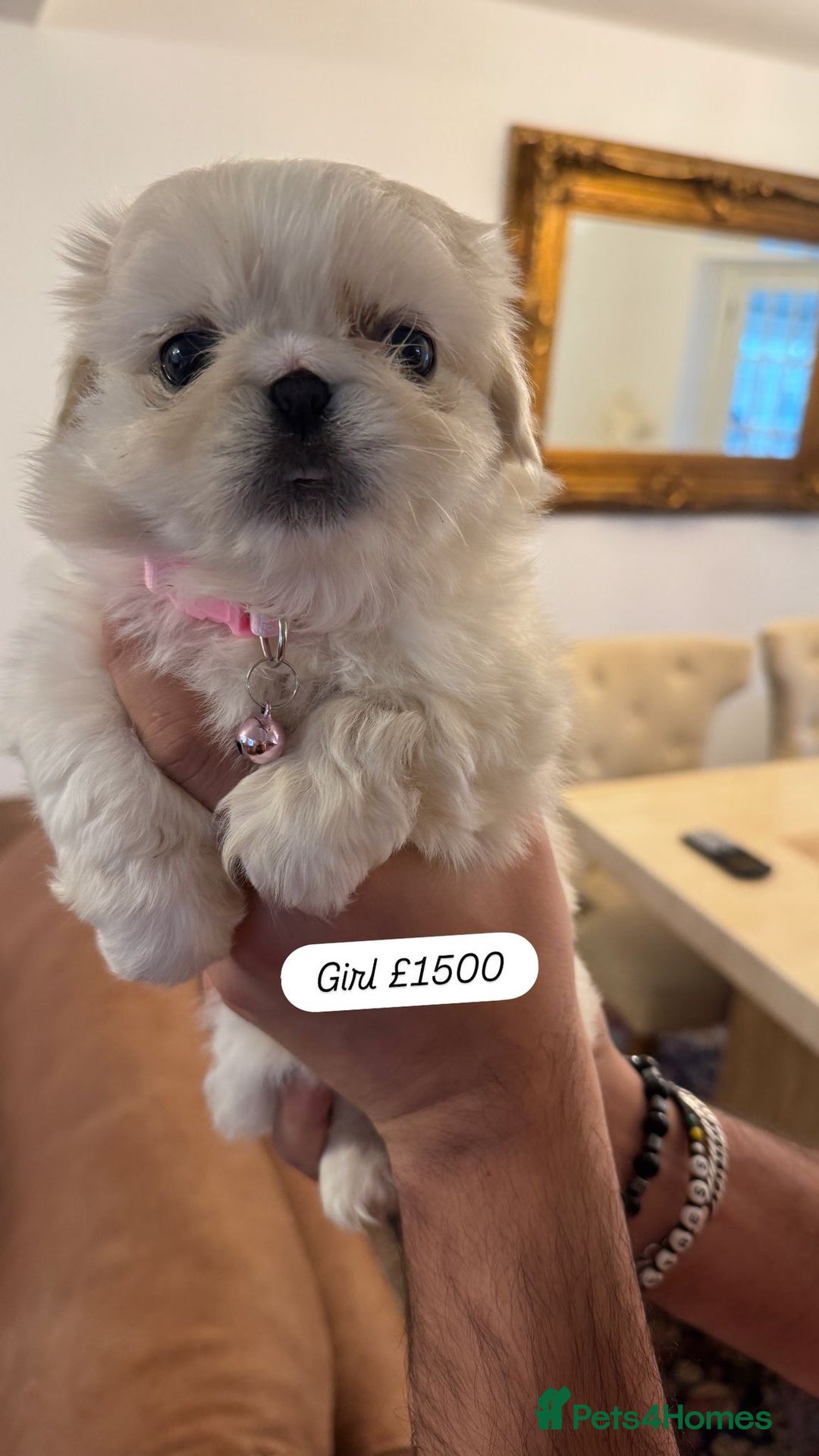 Pekingese dogs for sale: Pekingese puppy  - Advert 3