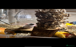 Mouse rodents for sale: Single female mouse  - Image 4