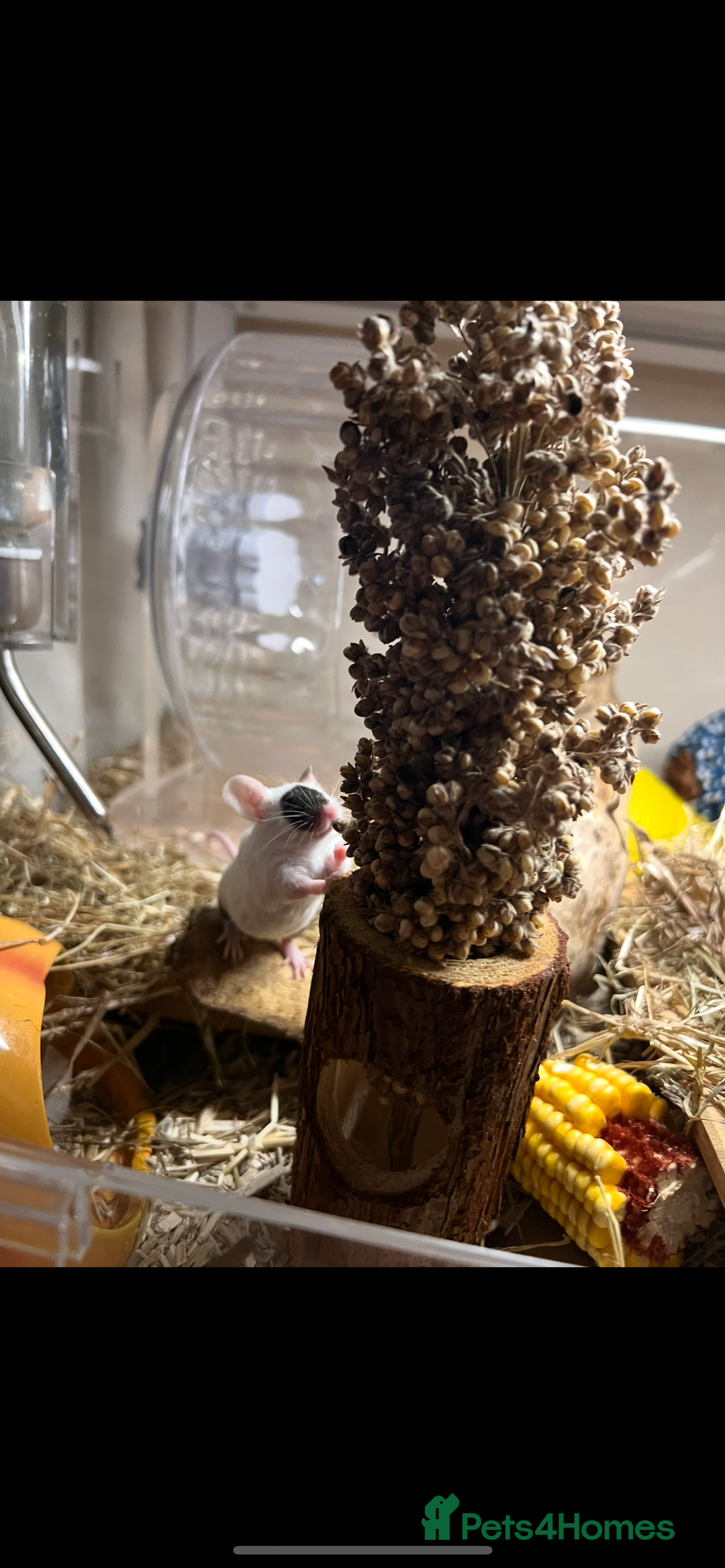 Mouse rodents for sale: Single female mouse  - Image 4