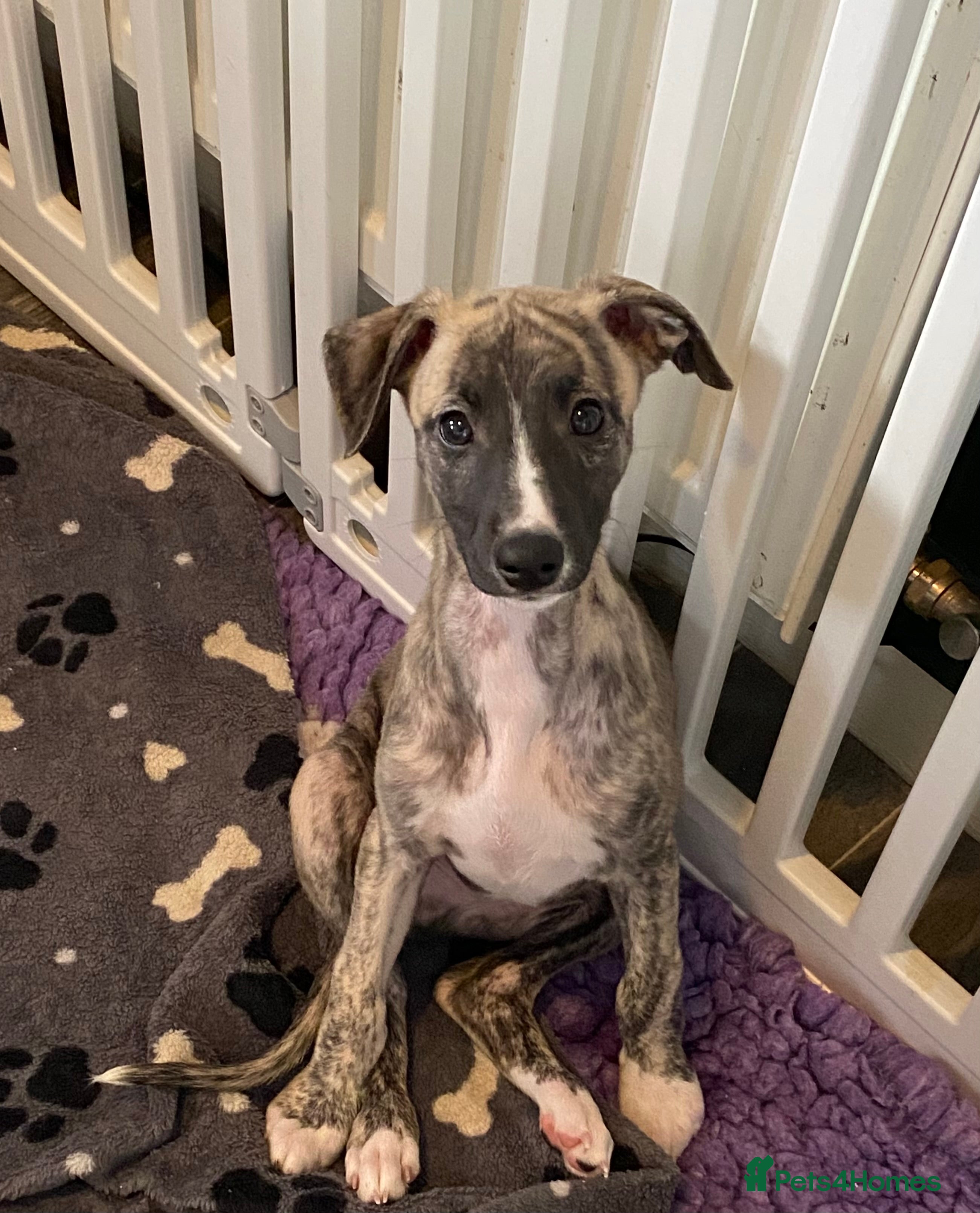 Whippet dogs 🐾✨ Exceptional Brindle Whippet Puppies✨🐾 - Advert 3