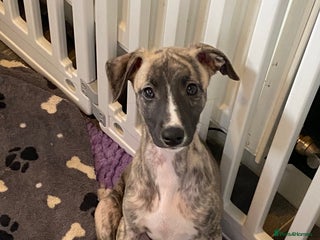 Whippet dogs 🐾✨ Exceptional Brindle Whippet Puppies✨🐾 - Advert 3
