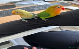 Lovebirds birds for sale: Lovebird pairs fishers & peach faced  - Image 3