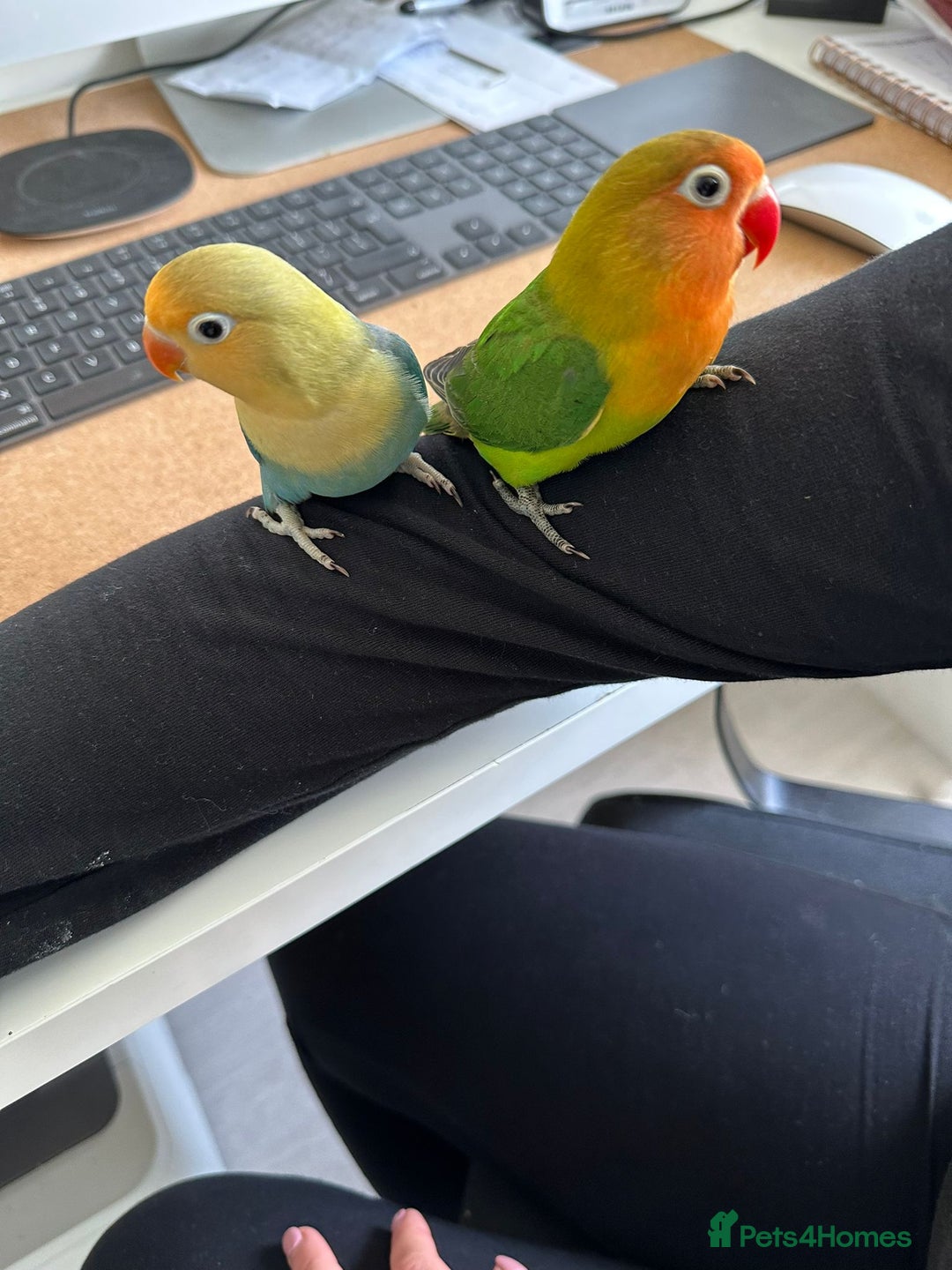 Lovebirds birds for sale: Lovebird pairs fishers & peach faced  - Image 3