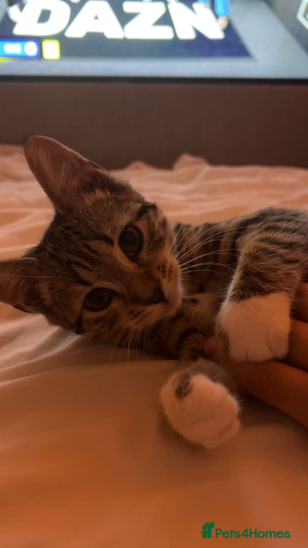 Bengal cats for sale: Bengal Mixed - Image 2