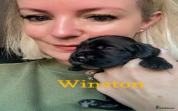 Cocker Spaniel dogs for sale: Exceptional pedigree KC champion show Cockers.  - Advert 14