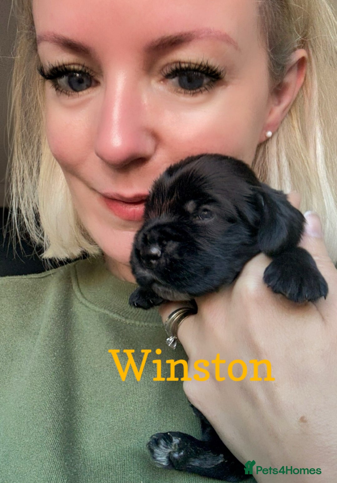 Cocker Spaniel dogs for sale: Exceptional pedigree KC champion show Cockers.  - Advert 14