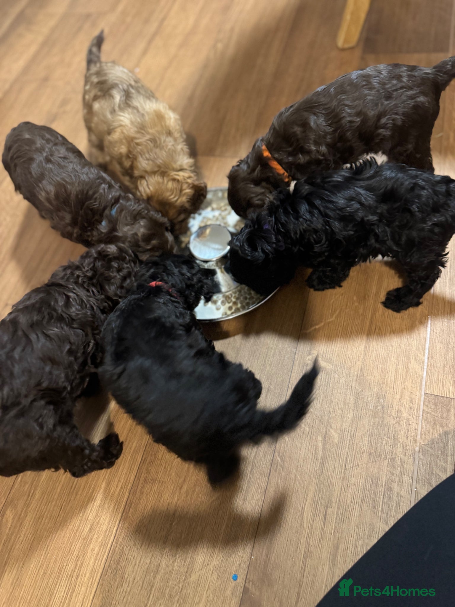 Cockapoo dogs F2 cockapoo pups 🐶 4 beautiful girls  - Advert 6