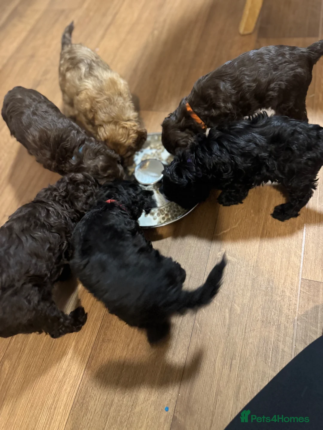 Cockapoo dogs for sale: F2 cockapoo pups 🐶 4 beautiful girls  in Middlesbrough - Advert 1