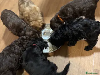 Cockapoo dogs F2 cockapoo pups 🐶 4 beautiful girls - Advert 1