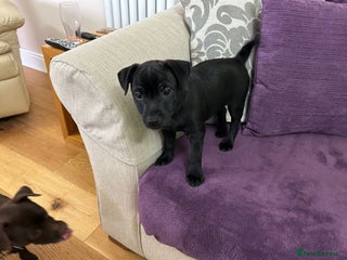 Patterdale Terrier dogs Patterdale puppy (male) for sale - Advert 3