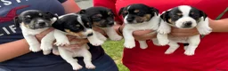 Jack Russell dogs for sale: Jack Russell puppies - Advert 1